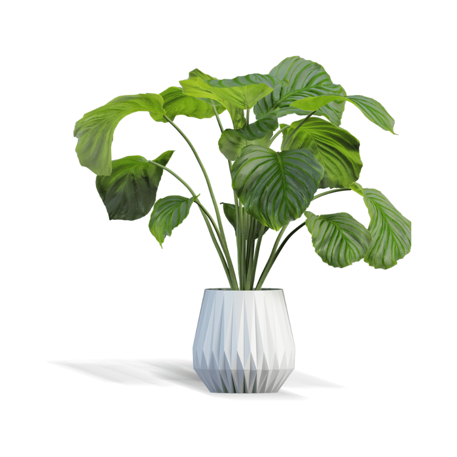 Servicio Plantas Ornamentales